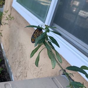 Meet your Posher, Marcela